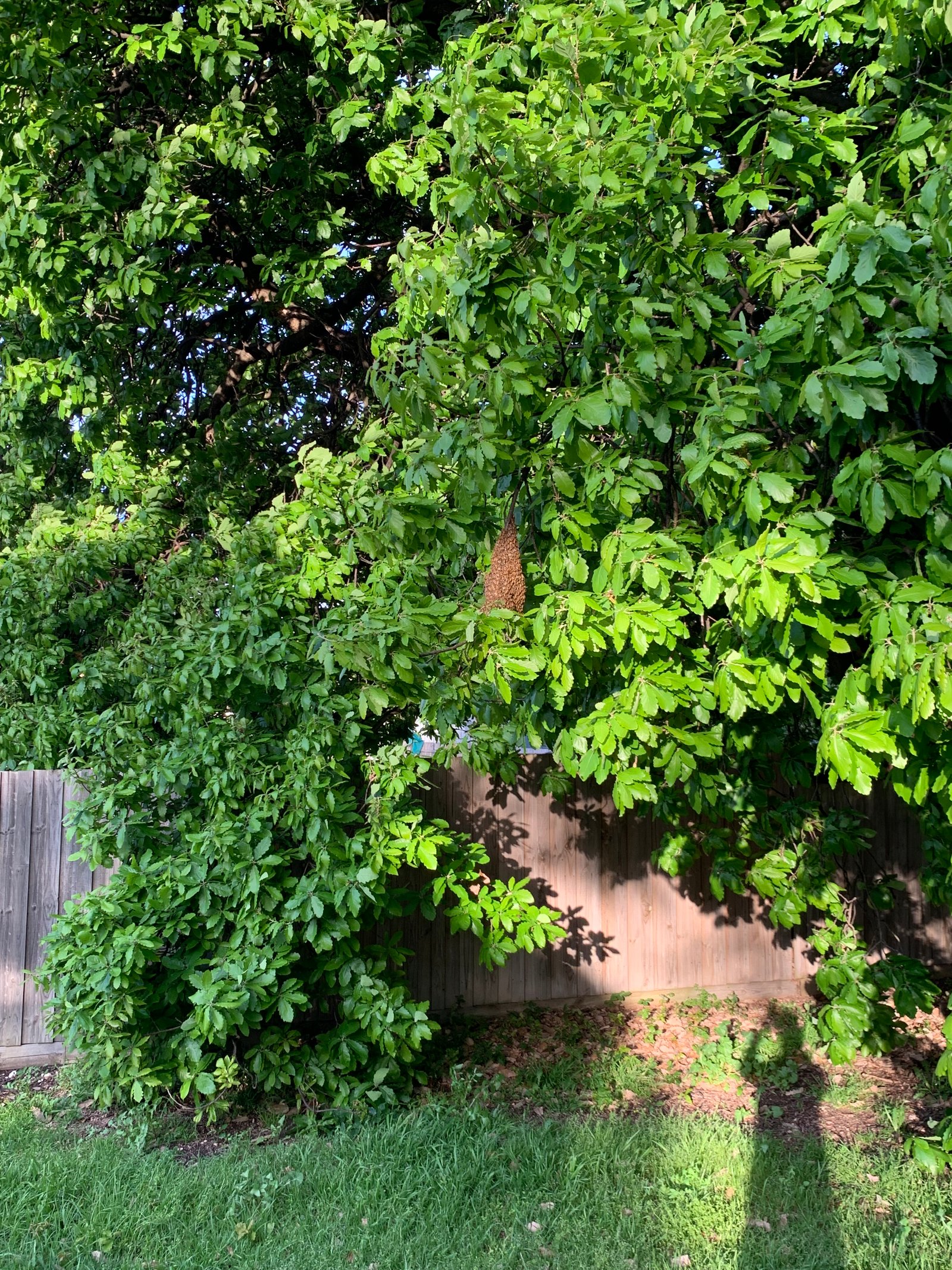 Swarm photo